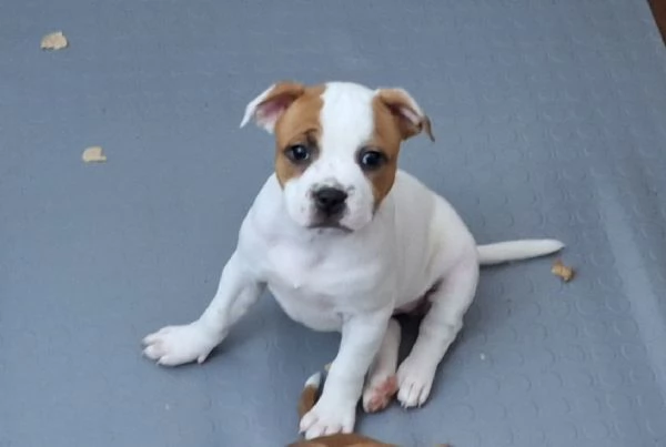 Cuccioli Staffordshire Bull Terrier - Staffy | Foto 1