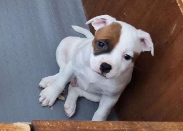 Cuccioli Staffordshire Bull Terrier - Staffy | Foto 0