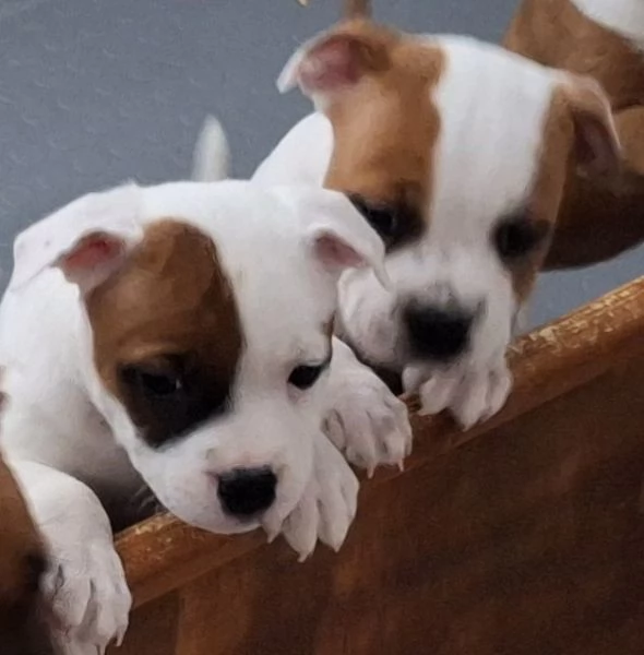 Cuccioli Staffordshire Bull Terrier - Staffy