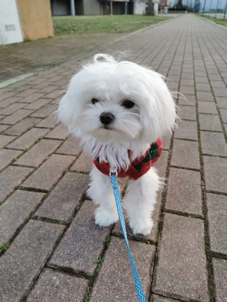 Maltese maschio con pedigree per accoppiamento | Foto 3