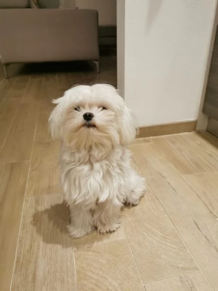 Maltese maschio con pedigree per accoppiamento | Foto 2