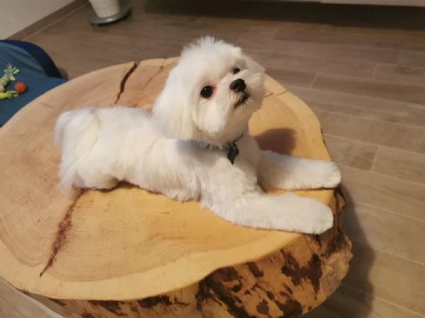 Maltese maschio con pedigree per accoppiamento | Foto 1