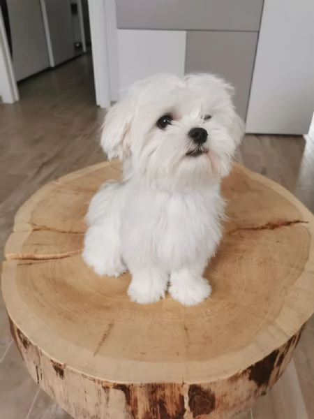 Maltese maschio con pedigree per accoppiamento