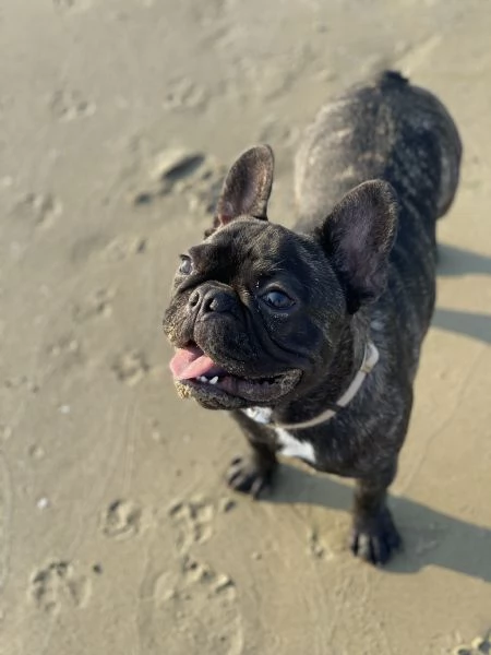 Bouledogue Francese Puppies  | Foto 6