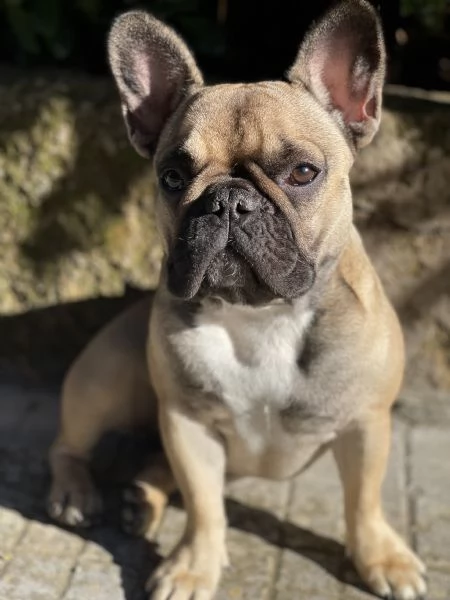 Bouledogue Francese Puppies  | Foto 5