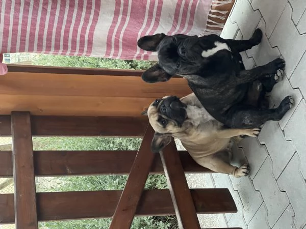 Bouledogue Francese Puppies  | Foto 3