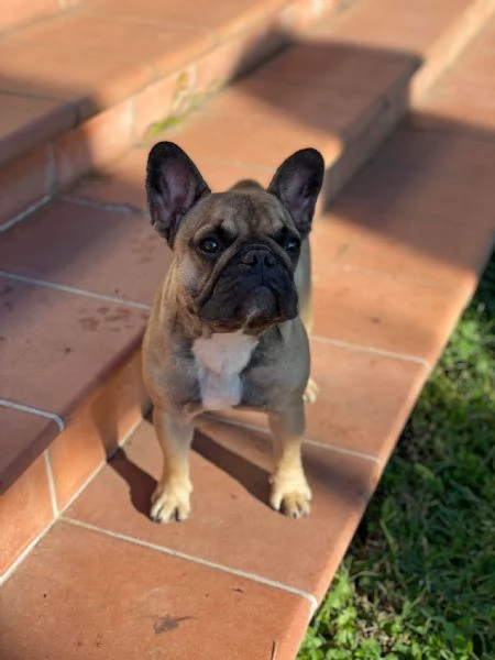 Bouledogue Francese Puppies  | Foto 1