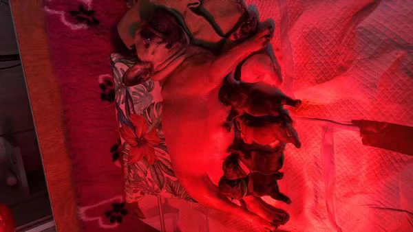 Bouledogue Francese Puppies  | Foto 0