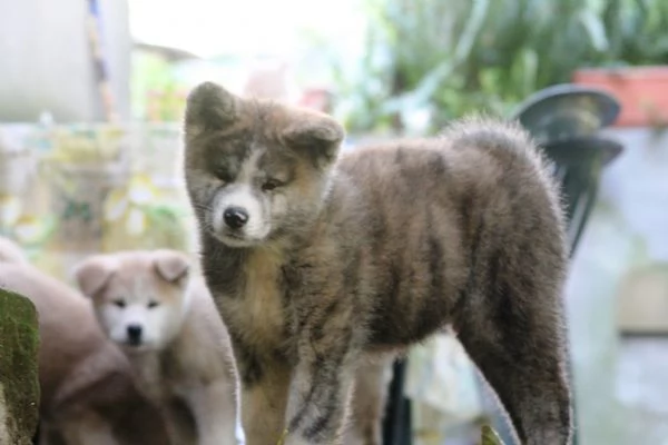 CUCCIOLI AKITA | Foto 4