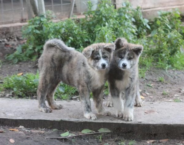 CUCCIOLI AKITA | Foto 3