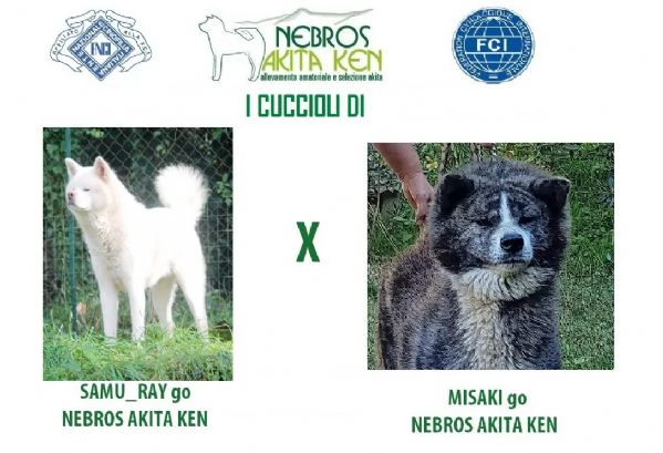 CUCCIOLI AKITA | Foto 2
