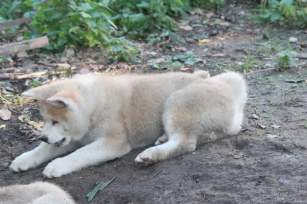 CUCCIOLI AKITA | Foto 1