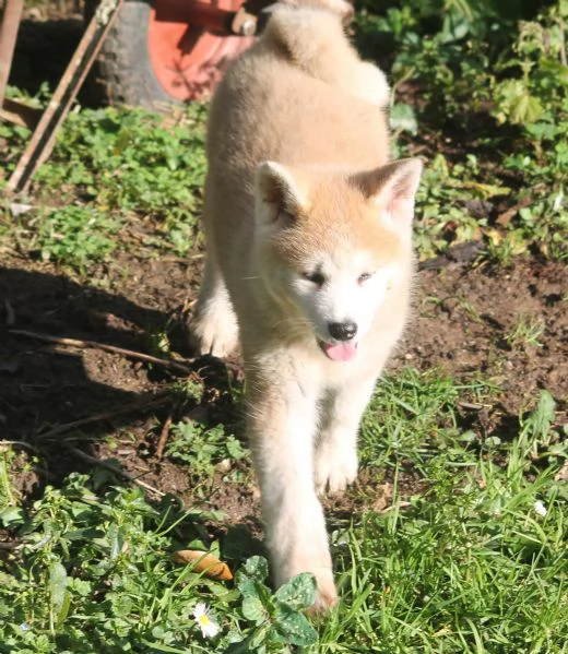 CUCCIOLI AKITA | Foto 0