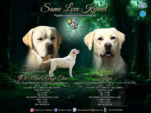 Cuccioli di Labrador