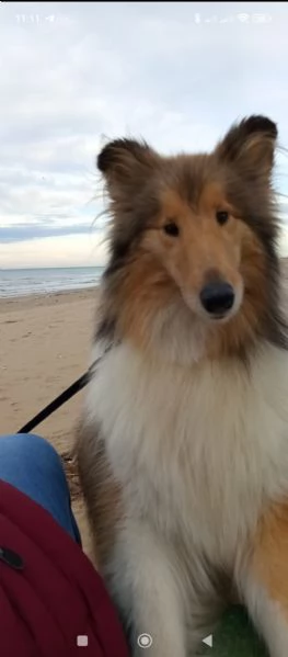 Cucciolo pastore scozzese - Scotch Collie 