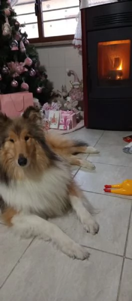 Cucciolo pastore scozzese - Scotch Collie  | Foto 2