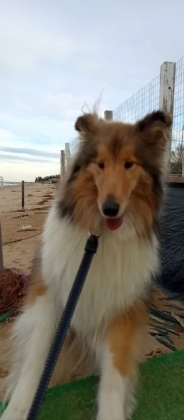 Cucciolo pastore scozzese - Scotch Collie  | Foto 1