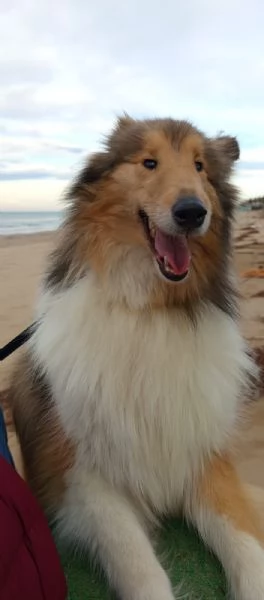 Cucciolo pastore scozzese - Scotch Collie  | Foto 0