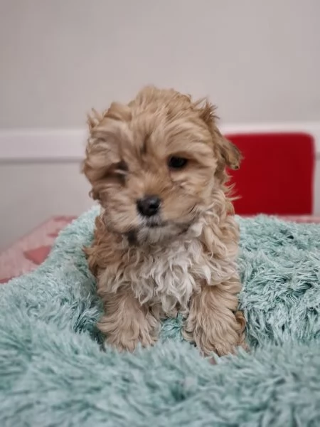 Cucciolo di Maltipoo pronti  | Foto 0