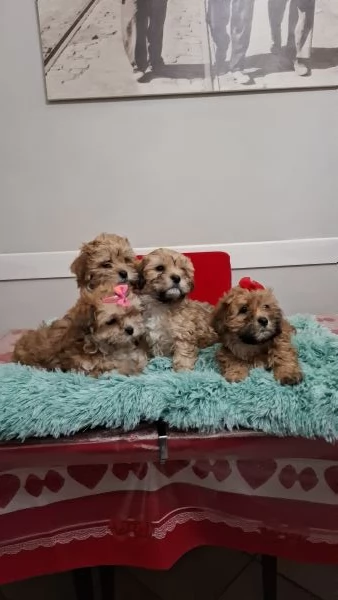 Cucciolo di Maltipoo pronti 