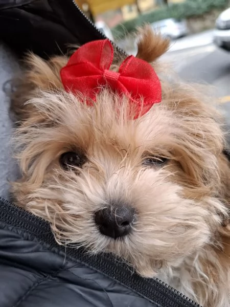 Cucciolo di Maltipoo 