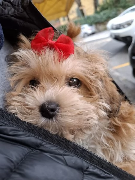 Cucciolo di Maltipoo  | Foto 1