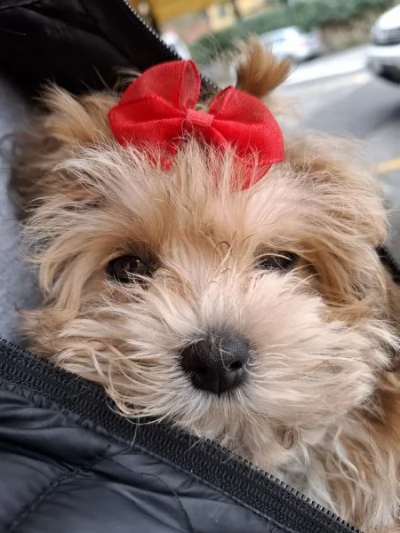 Cucciolo di Maltipoo  | Foto 0