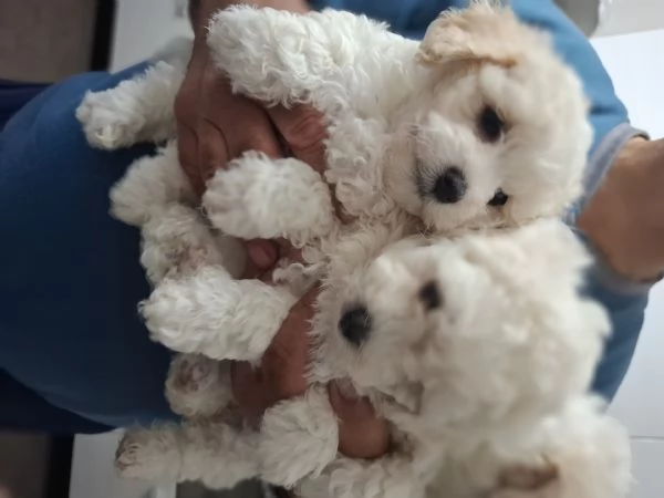 Maltipoo di prima generazione a Prato | Foto 3