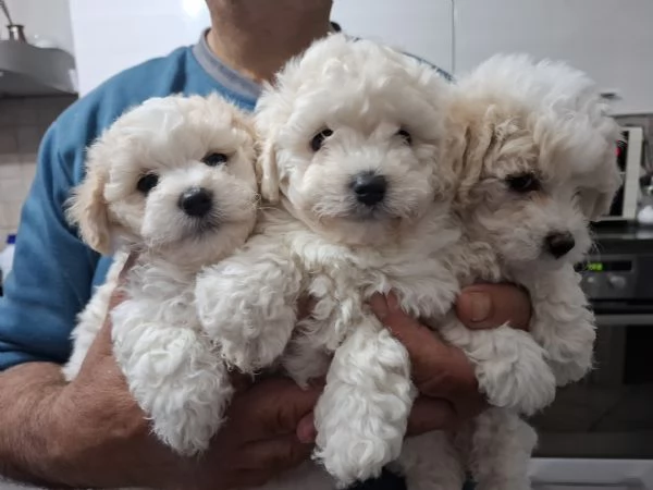 Maltipoo di prima generazione a Prato