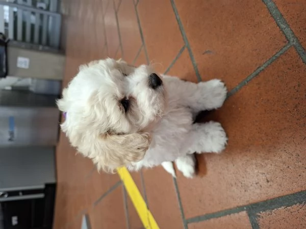 Maltipoo di prima generazione a Prato | Foto 2
