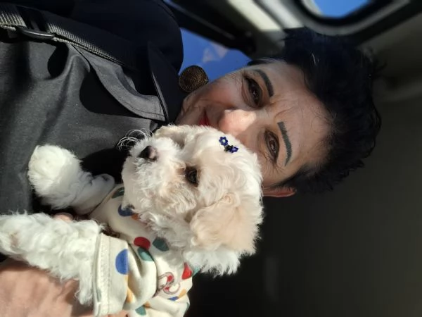 Maltipoo di prima generazione a Prato | Foto 1