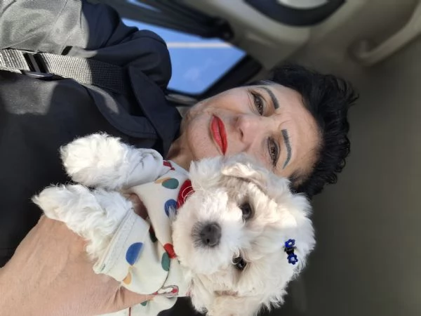 Maltipoo di prima generazione a Prato | Foto 0