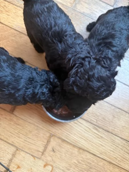 Barboncini Toy | Foto 0