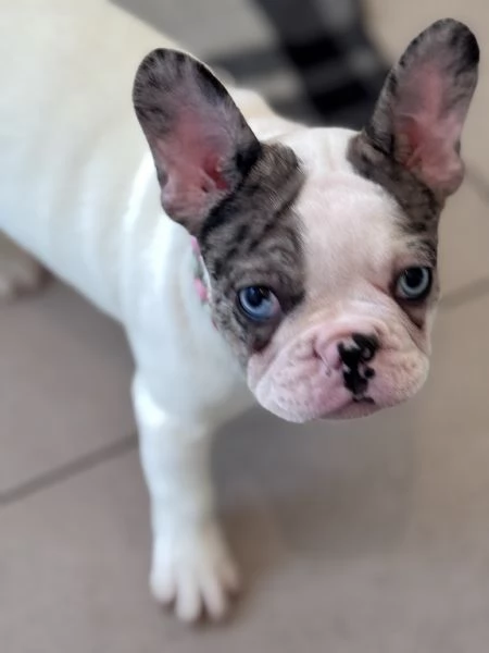 Bulldog francese  | Foto 5