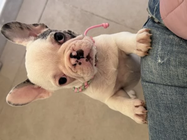Bulldog francese  | Foto 4