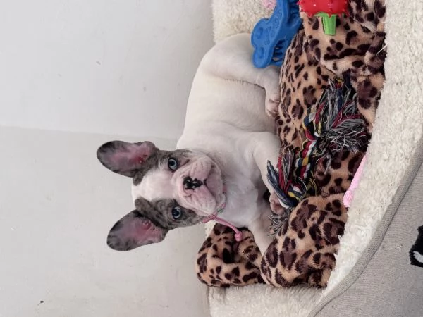 Bulldog francese  | Foto 3