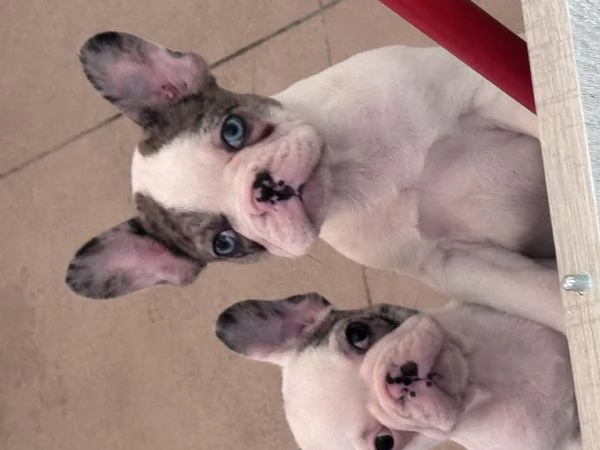 Bulldog francese  | Foto 2