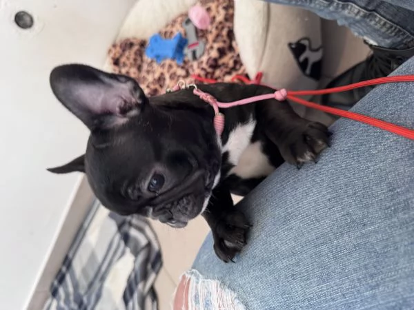 Bulldog francese  | Foto 1