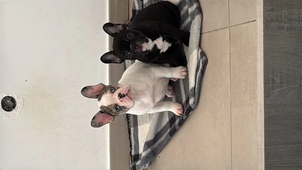 Bulldog francese  | Foto 0