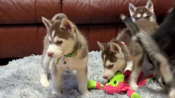 Cuccioli di siberian husky