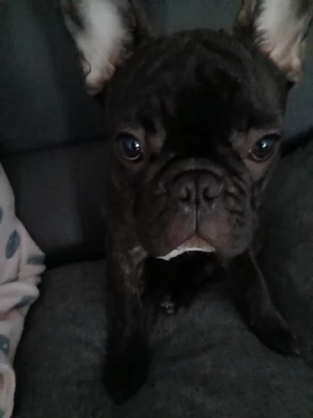 Vendo un bulldog di 7 mesi