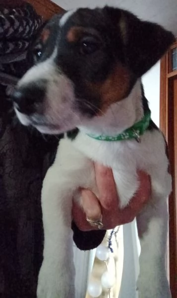 Vendo cuccioli Jack Russell 