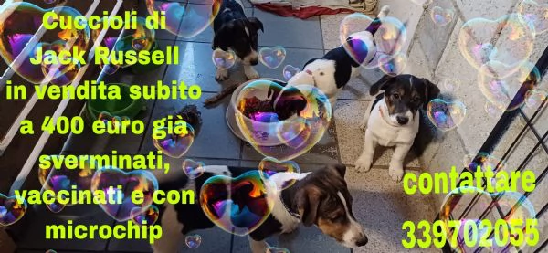 Vendo cuccioli Jack Russell  | Foto 0