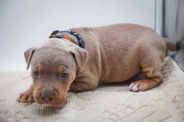 American pitbull terrier  | Foto 2