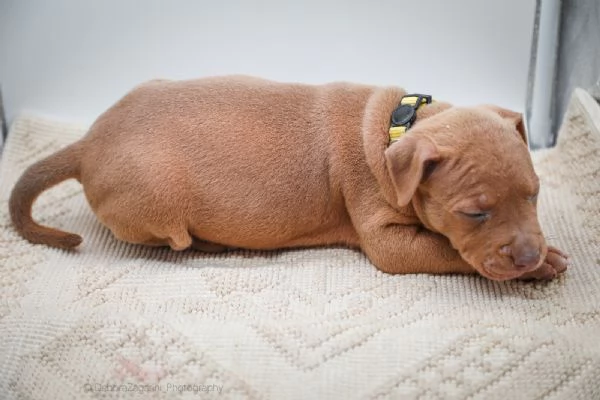 American pitbull terrier  | Foto 1