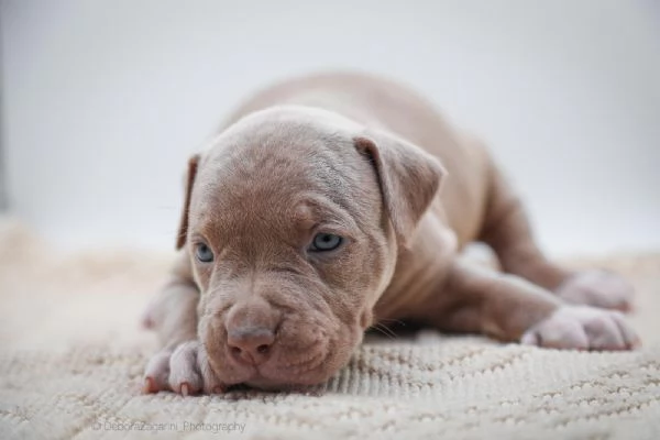 American pitbull terrier  | Foto 0