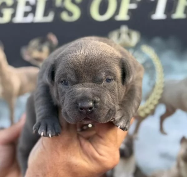 American pitbull terrier 