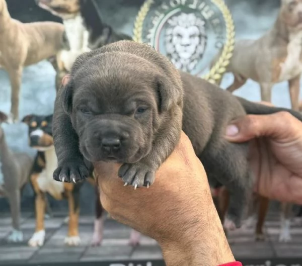 American pitbull terrier  | Foto 0