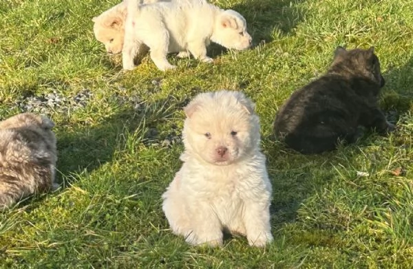 Regalo cuccioli di chow chow femminucce e maschietti 