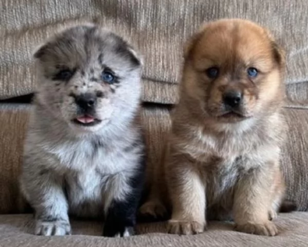 3cuccioli di chow chow  | Foto 1